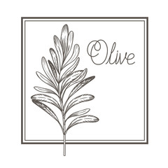 olive flower drawing isolated icon