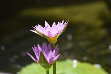 Pink water lily on lilypads in a pond