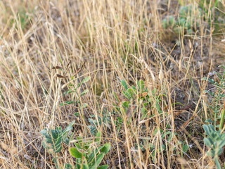The European mantis, insect mantis in dry yellow grass