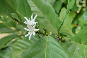 Coffee flower in the farm