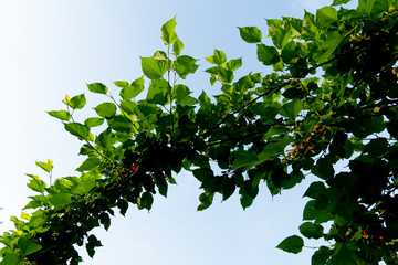 Fresh green mulberry leaves under the blue sky