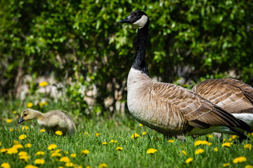 Canada Geese in Spring