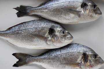 Fresh dorada fish on a white tray.