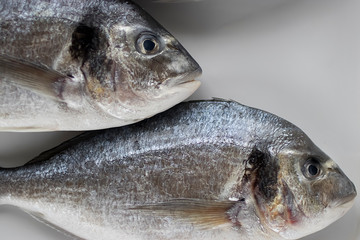 Fresh dorada fish on a white tray.