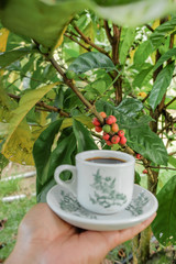Man holding a vintage cup of hot coffee  with fresh organic green and red coffee beans with coffee tree as background. .