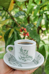 Man holding a vintage cup of hot coffee  with coffee tree as background. .