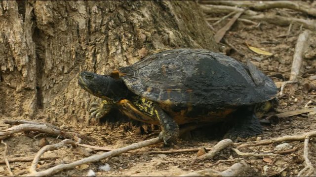Turtle on the ground