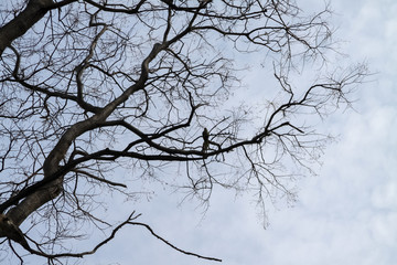 tree branches without leaves