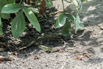 lizard in the garden