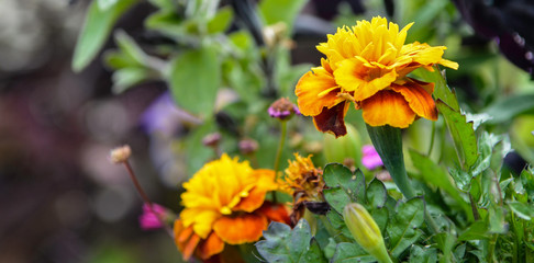 Spring flowers