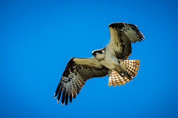 Bird in flight