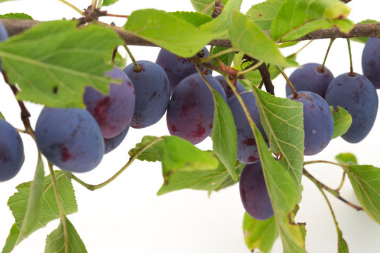 Prunes