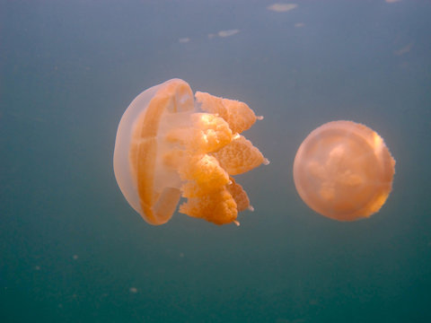 Amazing underwater world - Lake jellyfish. Palau.