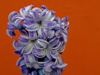 corolla di giacinto viola fiorito su sfondo arancione
