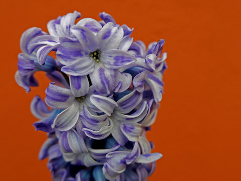 corolla di giacinto viola fiorito su sfondo arancione