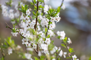 Obraz premium Flower spring white flowers blossom