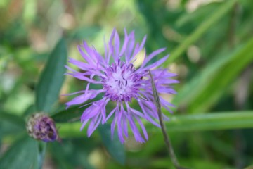 flower, thistle, plant, purple, nature, green, blossom, summer, bloom, macro, garden, flowers, flora, pink, closeup, wild, spring, lilac, allium, field, natural, herb, close-up, meadow, grass