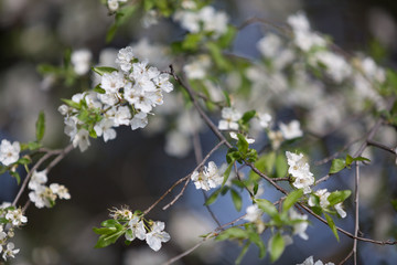 Flower spring white flowers blossom