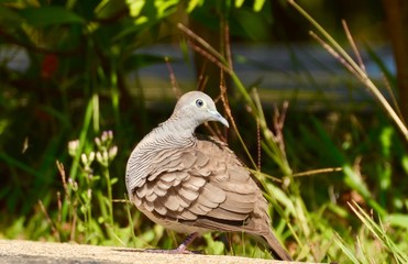 Taube Dove