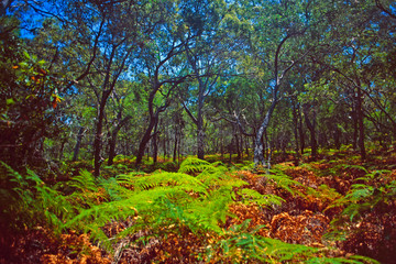 Australia: Rain forest vegetation on Tasmania Island