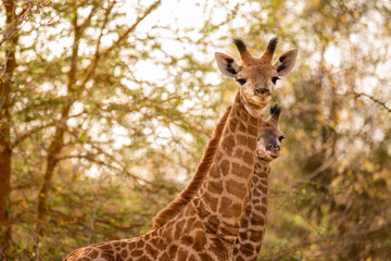 Giraffe in Bandia Forest, Senegal