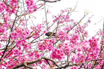 沖縄の寒緋桜と野鳥