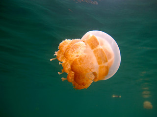 Amazing underwater world - Lake jellyfish. Palau.