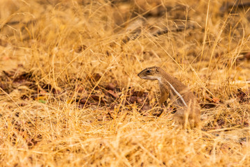 Chipmunk in Bandia Reserve, Senegal