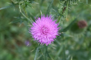 flower, thistle, purple, plant, nature, green, summer, blossom, spring, macro, wild, bloom, pink, flora, flowers, garden, closeup, violet, scottish, close-up, weed, floral, scotland, blooming, meadow