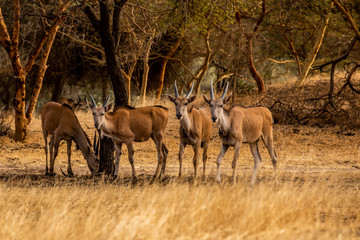 Antelope in Bandia Reserve, Senegal