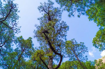 La Palma, Canary Islands, Spain, National Park showing Pine forests recovering after forest fires