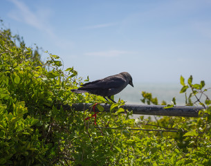 Ein schwarzer Vogel in England