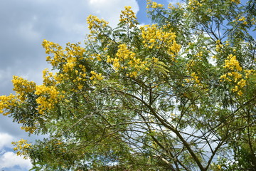 tree in spring