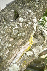 lizard on tree