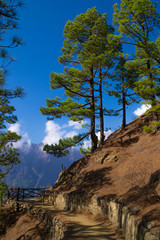La Palma, Canary Islands, Spain, National Park showing Pine forests recovering after forest fires