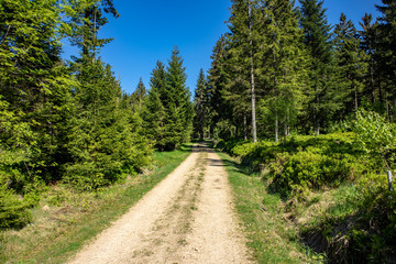 Fototapeta na wymiar View of green blueberry bushes in spring