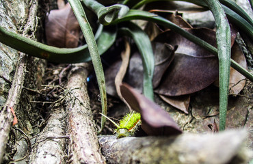 Habitante Verde