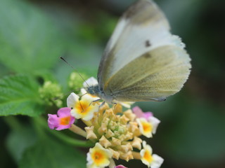 butterfly on a flower