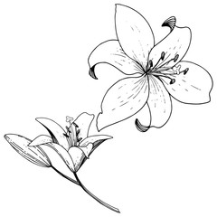 Vector Lily floral botanical flower. Black and white engraved ink art. Isolated lilies illustration element.