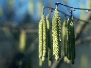 Springtime in the forest. Earrings blossomed on a tree