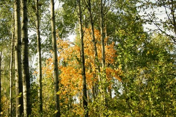 forest in autumn