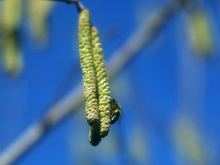 Springtime in the forest. Earrings blossomed on a tree