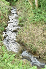 stream in forest
