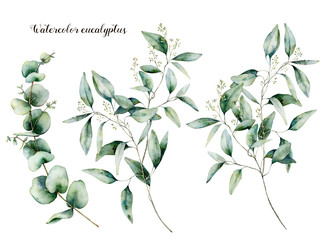 Watercolor seeded and baby eucalyptus set. Hand painted eucalyptus branch and leaves isolated on white background. Floral illustration for design, print, fabric or background. © yuliya_derbisheva