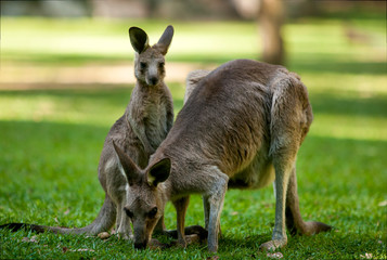 young kangaroo with mum