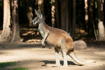 profile view of a big red kangaroo standing on the ground