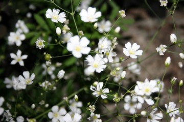 flower, spring, white, nature, flowers, blossom, plant, garden, tree, bloom, green, branch, macro, summer, beauty, blooming, flora, close-up, beautiful, floral, apple, pink, natural, leaf, cherry