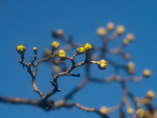 Springtime in the forest. Earrings blossomed on a tree