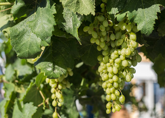 White grapes hanging on a bush in a sunny beautiful day