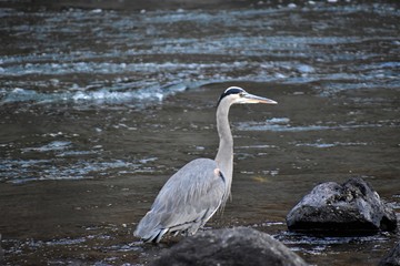 great blue heron in water